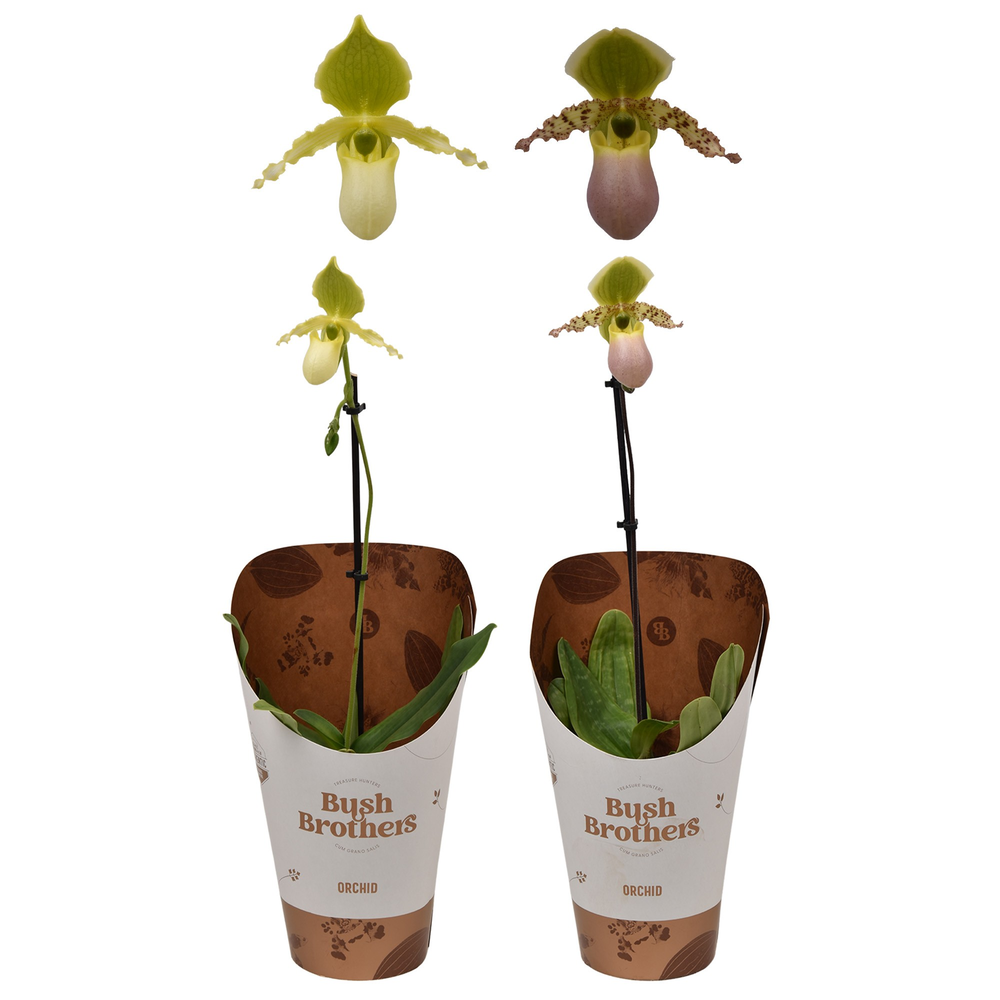 Paphiopedilum Pinocchio 1 tak 12 cm.