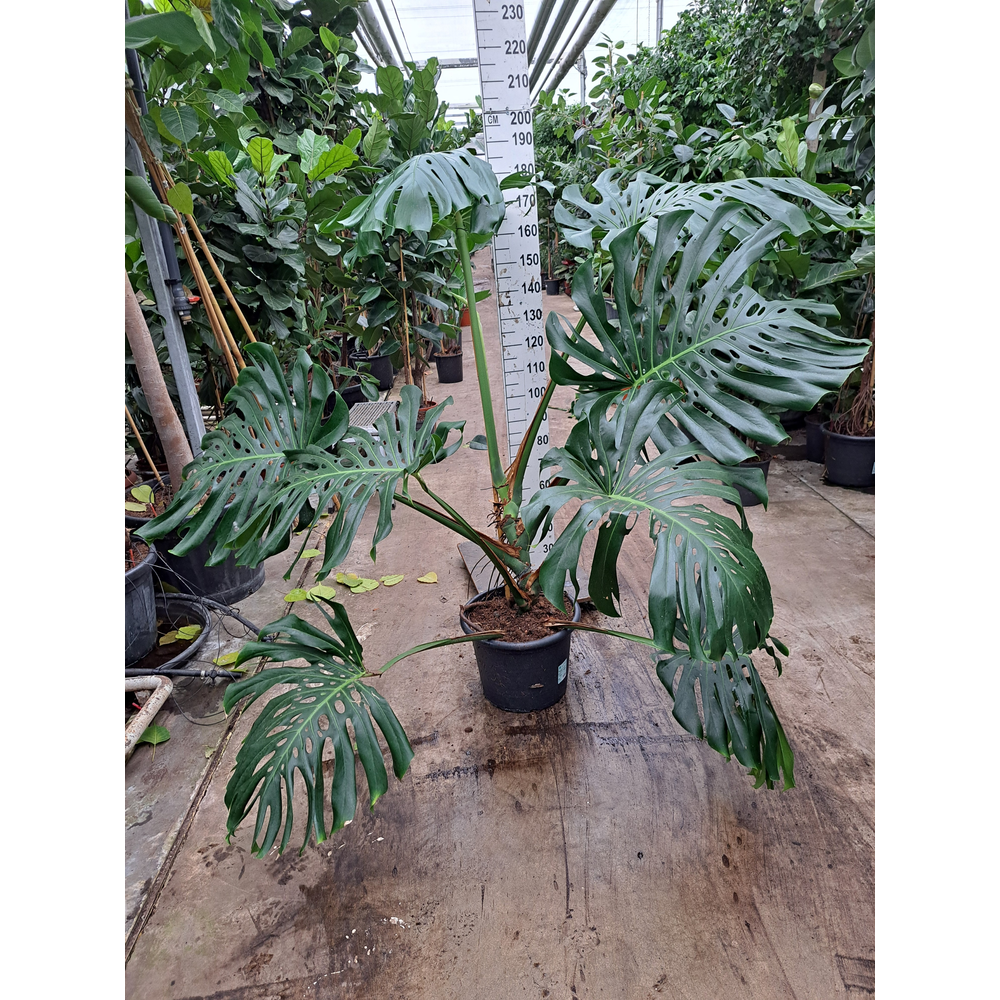 Monstera Deliciosa 180.