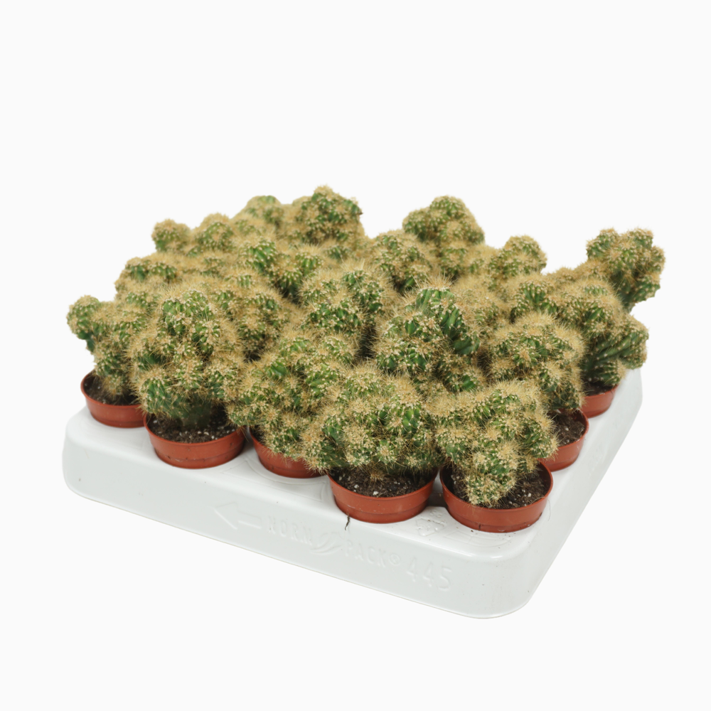 Cereus peruvianus 'Monstrosus' geel 5,5 cm.