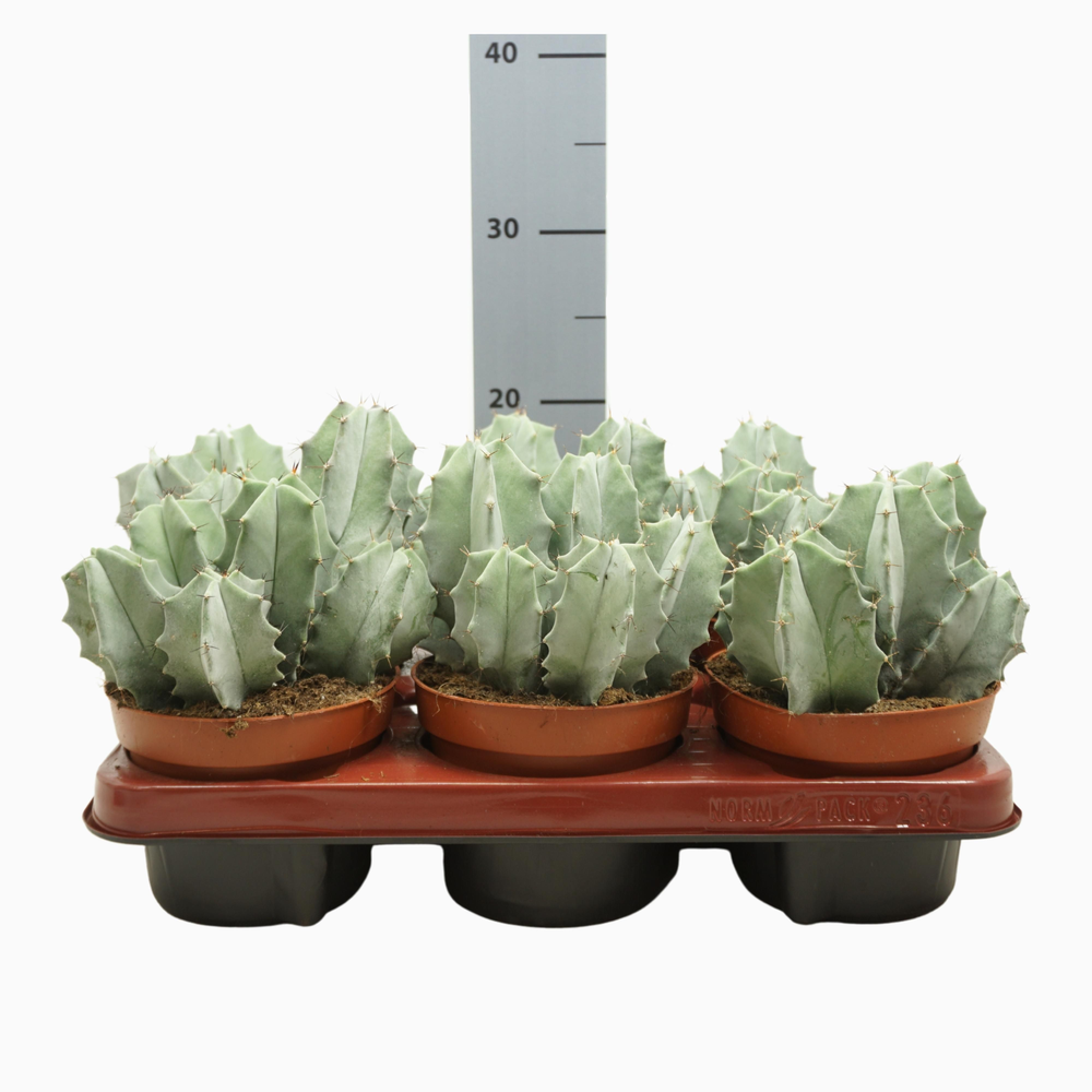 Ritterocereus pruinosus 13 cm.