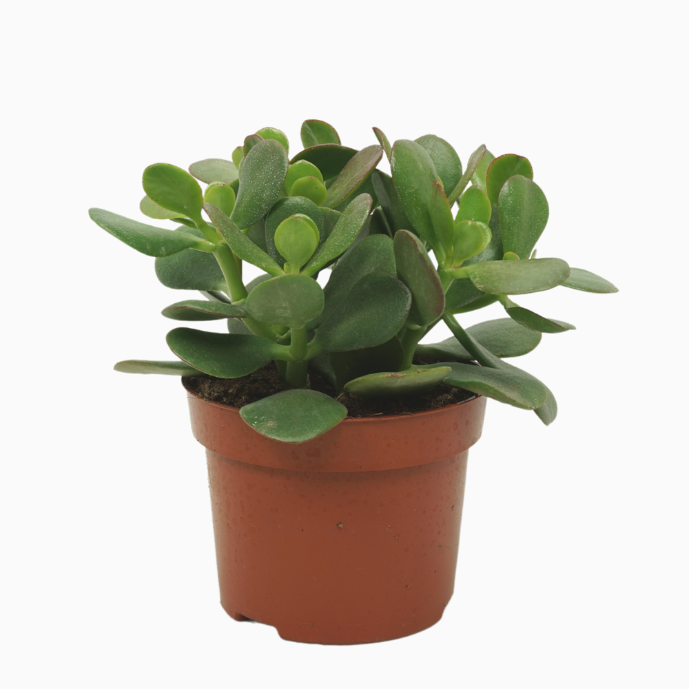 Crassula portulaca 12 cm.