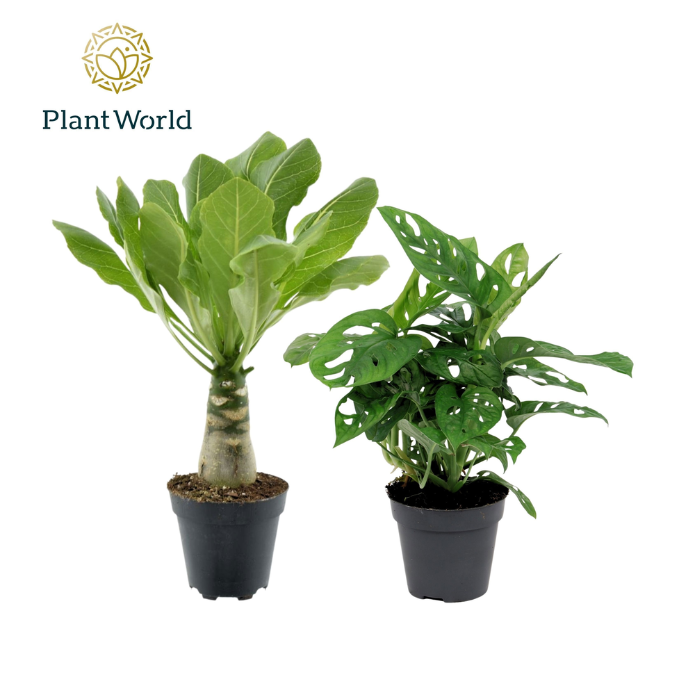 Mix california: Monkey Leaf - Brighamia.