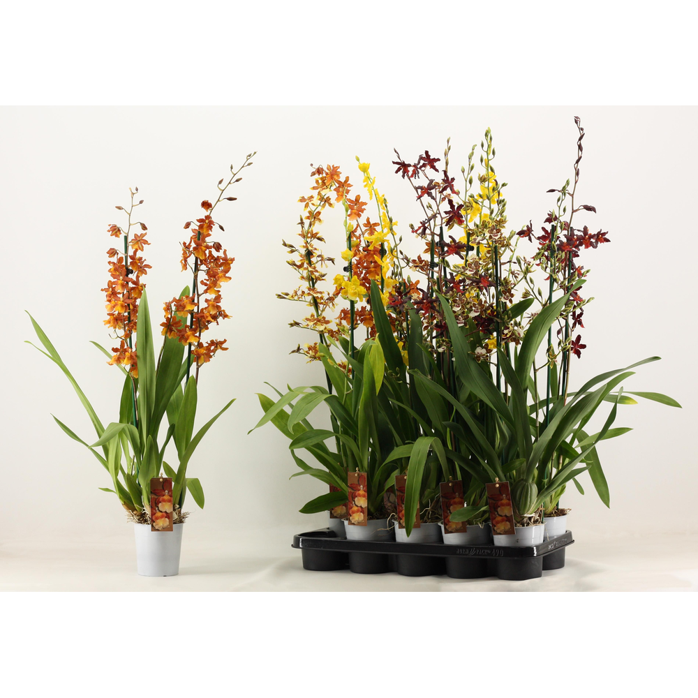 Cambria 2 tak mix XXL.