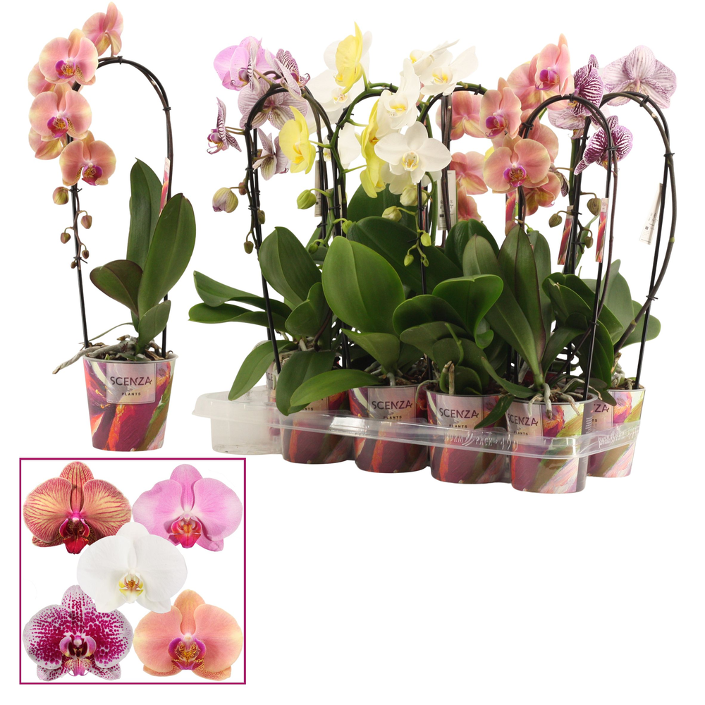 Phalaenopsis cascade 1 tak shortie mix (Scenza).