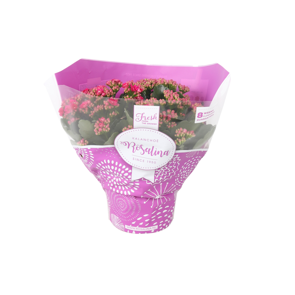 Kalanchoe Rosalina 15cm TST Don Victorio, Paarse h.