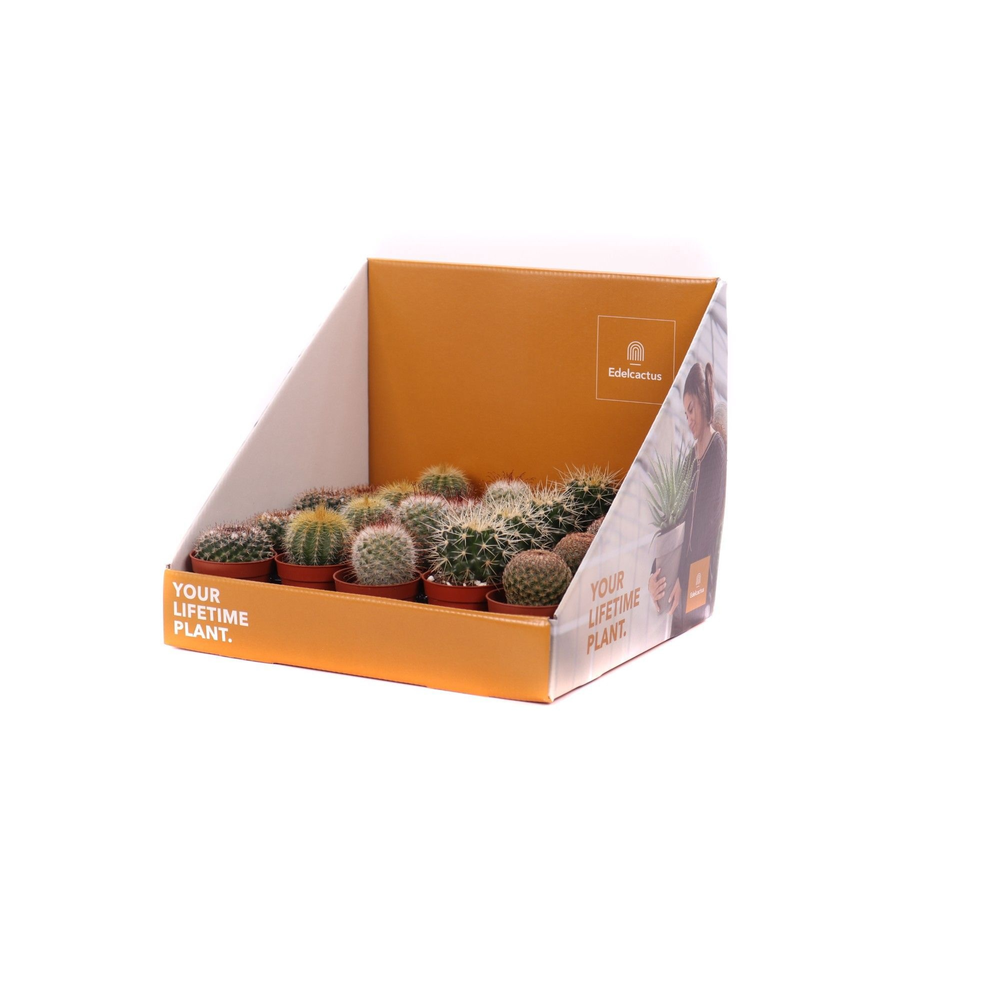Cactus zuilen 5,5 cm in showdoos your lifetime pla.