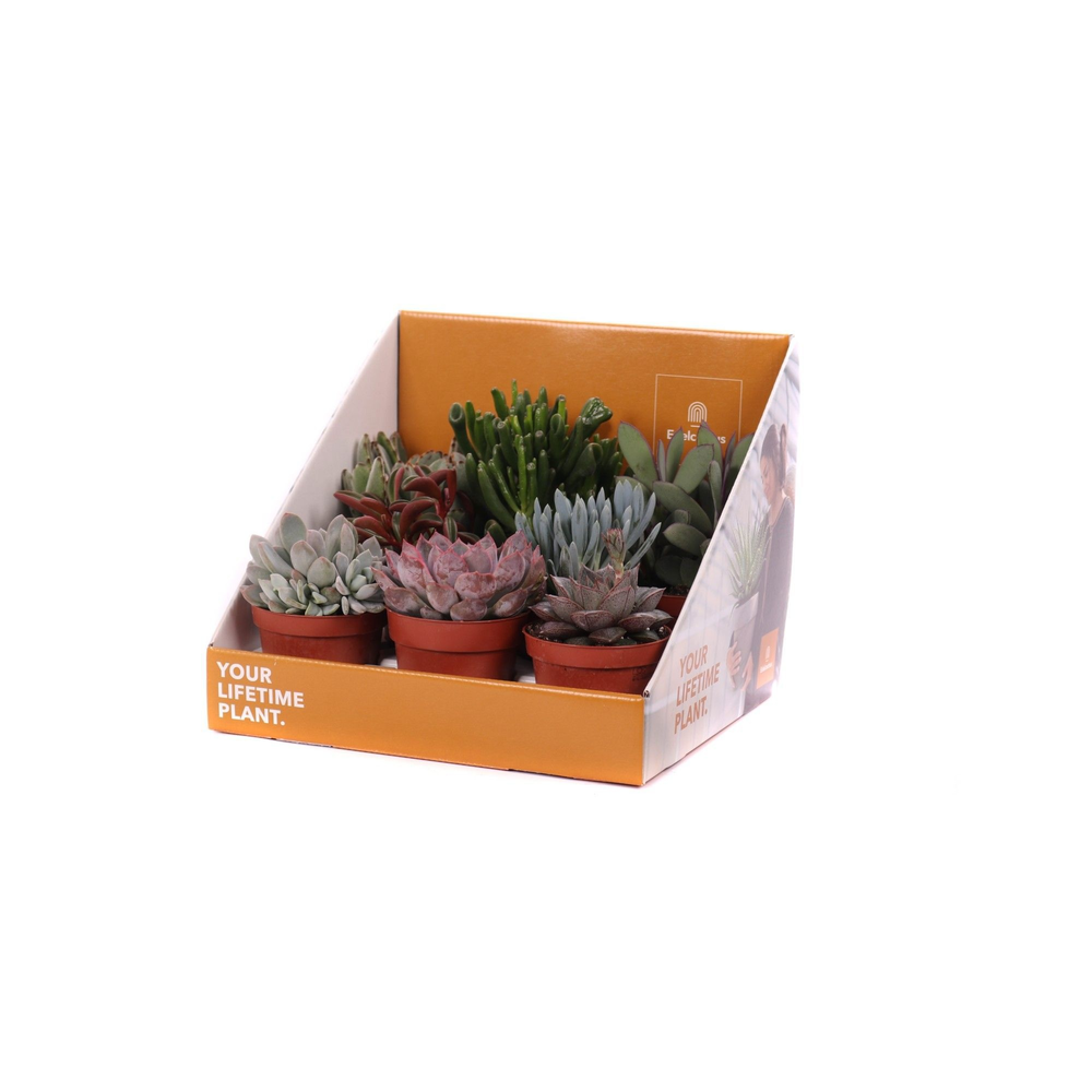 Succulent mix 8,5 cm in showdoos your lifetime pla.