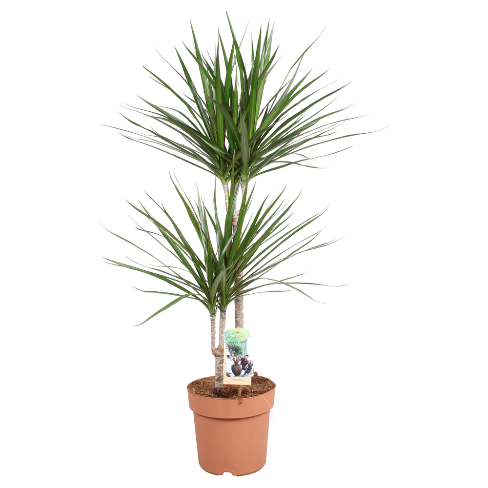Dracaena Marginata 45-15.