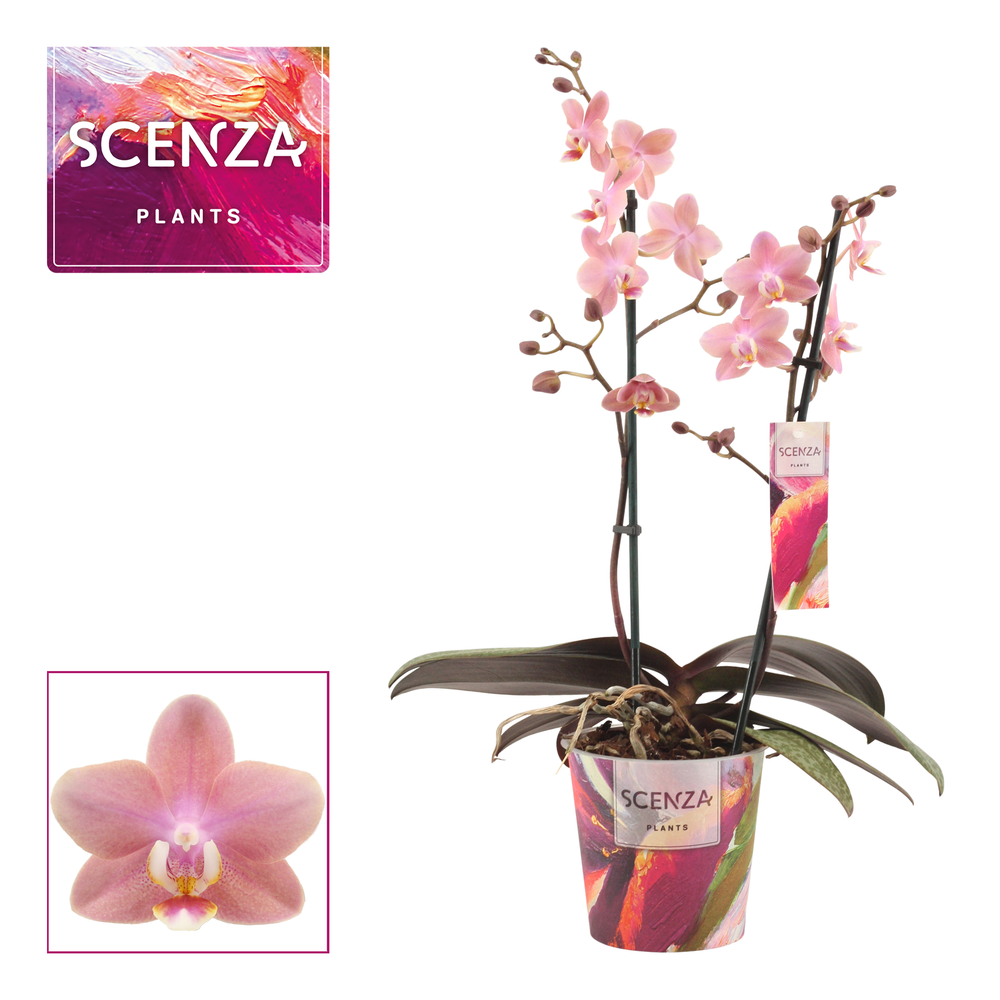 Phalaenopsis perfíum 2 tak Odorion (Scenza).