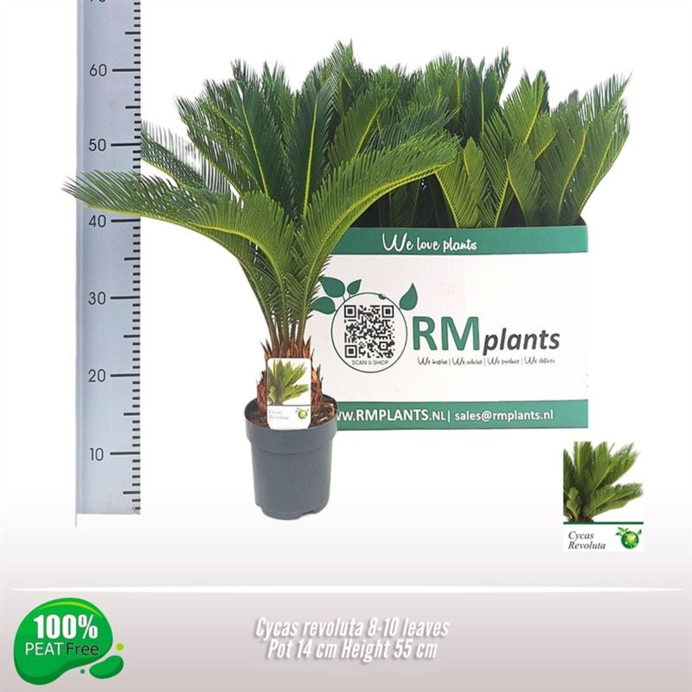 Cycas revoluta 8-10 veren.