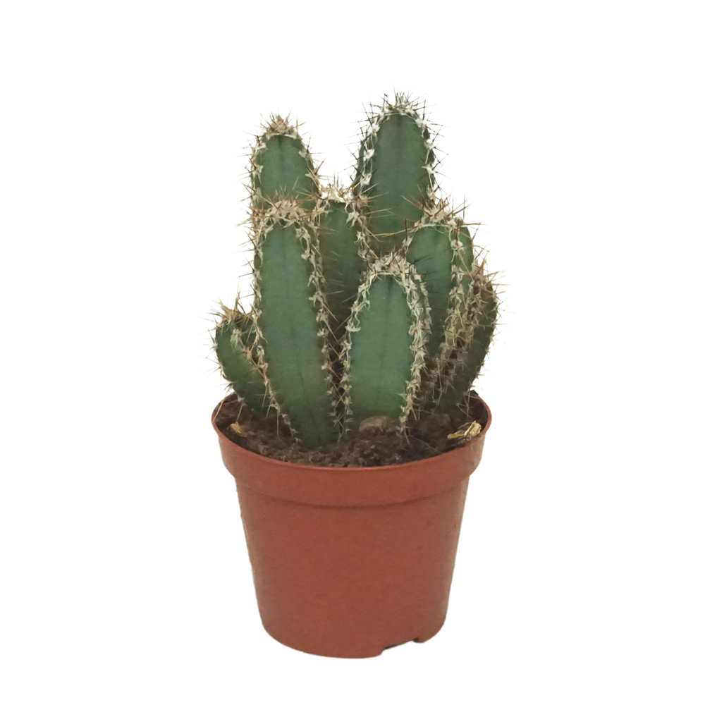 Cereus forbesii 8,5 cm.