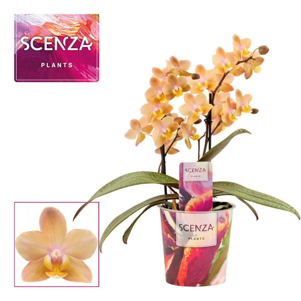 Phalaenopsis perfíum 2 tak Scention (Scenza).