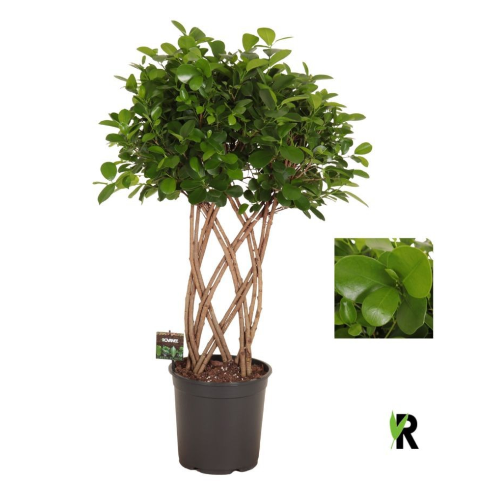 Ficus micr. Moclame dubbel gevlochten mat.