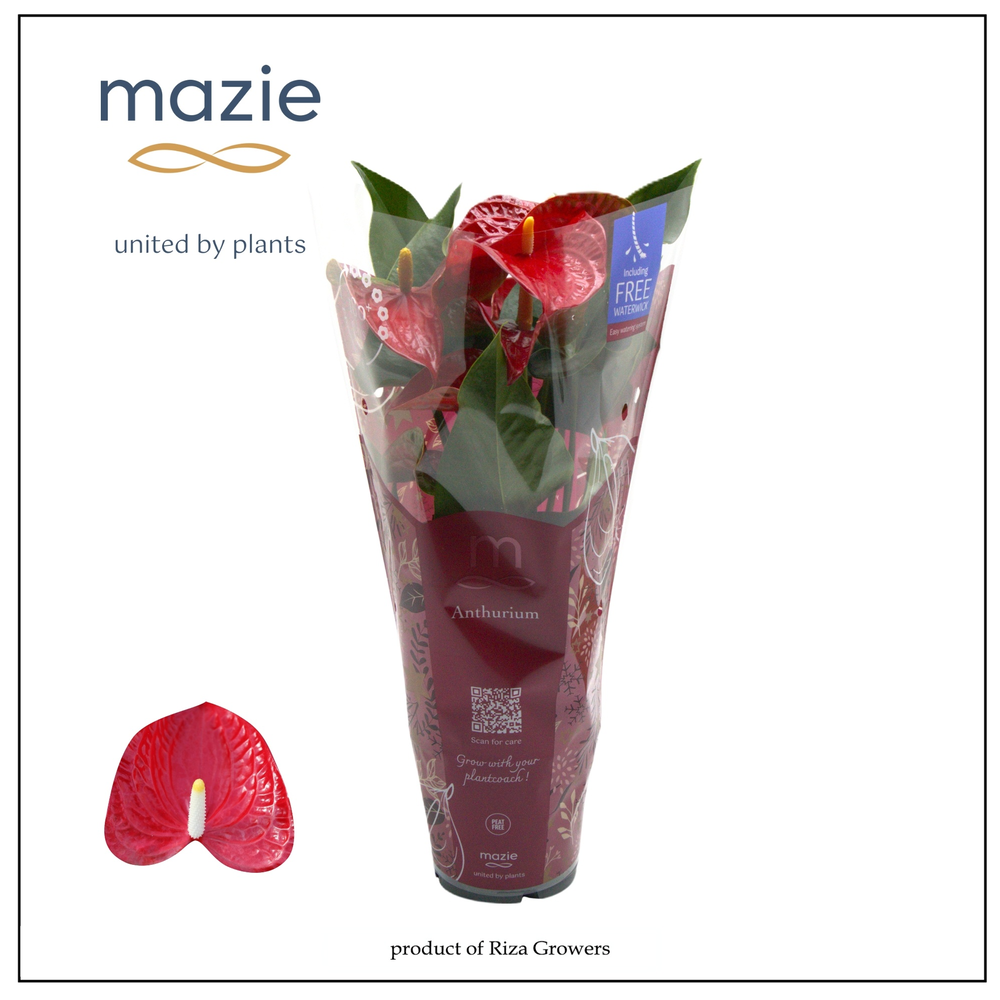 Anthurium - KARMA Red | 12cm | Xmas Sleeve.