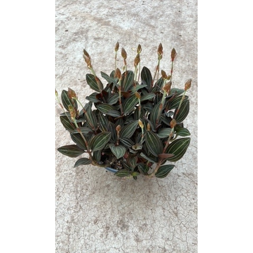 Ludisia Discolor 23 cm schaal 8 tak.