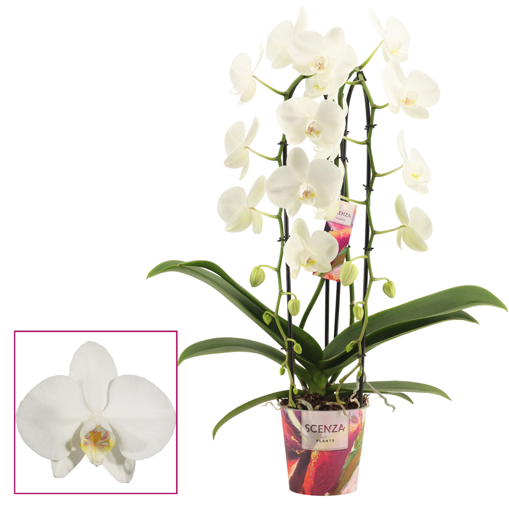 Phalaenopsis cascade 2 tak wit (Scenza).