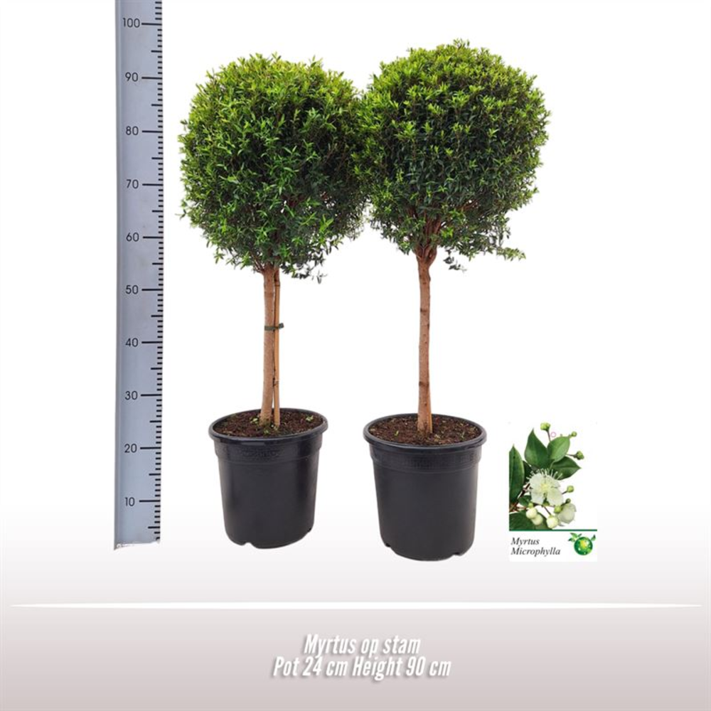 Myrtus op stam.