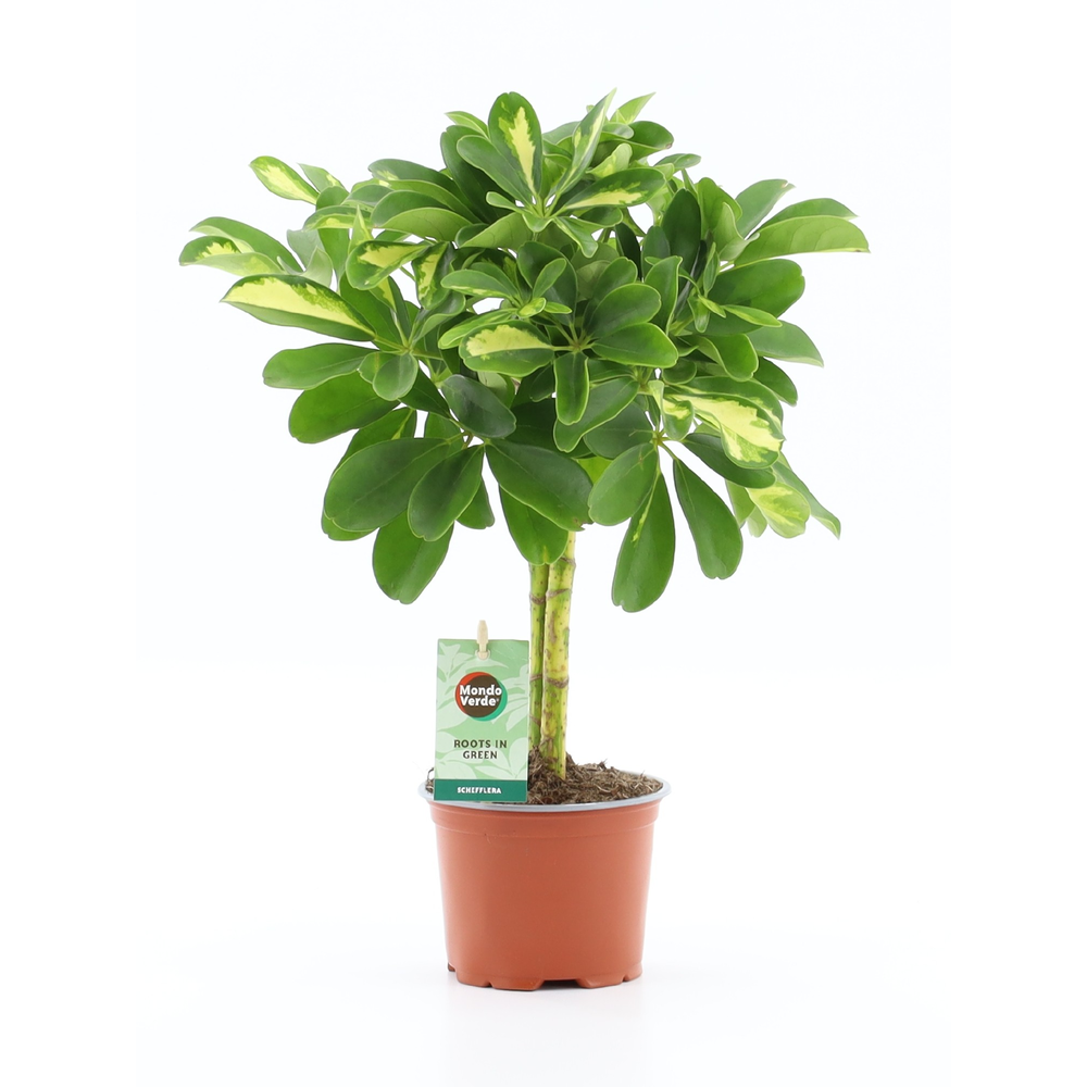Schefflera Gold Capella.