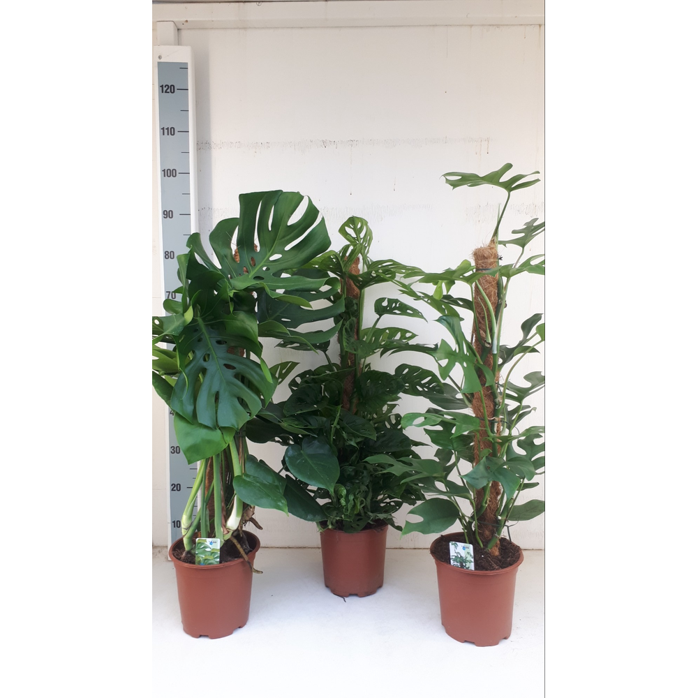 Monstera mosstokmix.