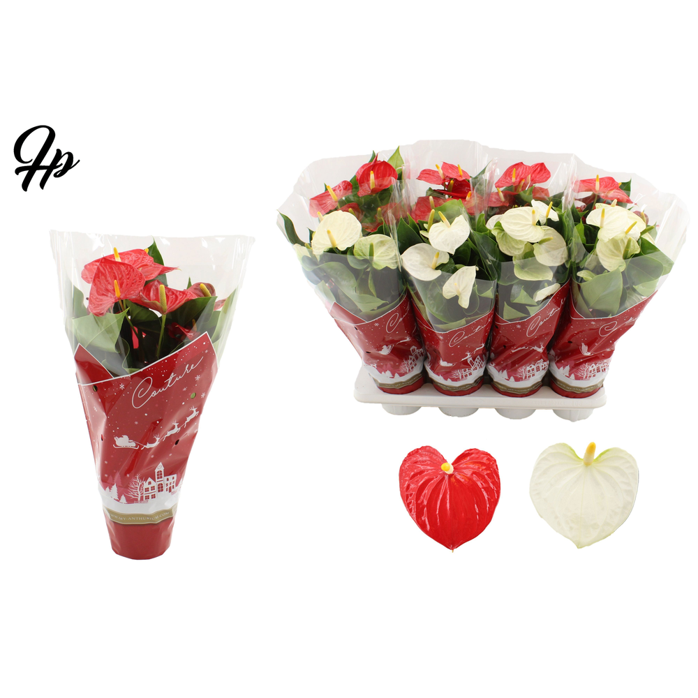 Anthurium red&white mix in Couture Christmas sleev.