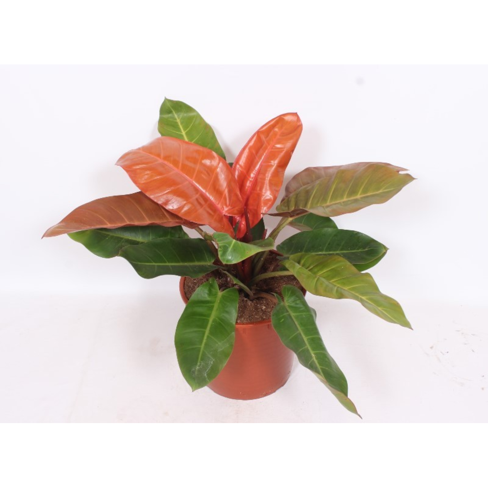 Philodendron Prince of Orange.