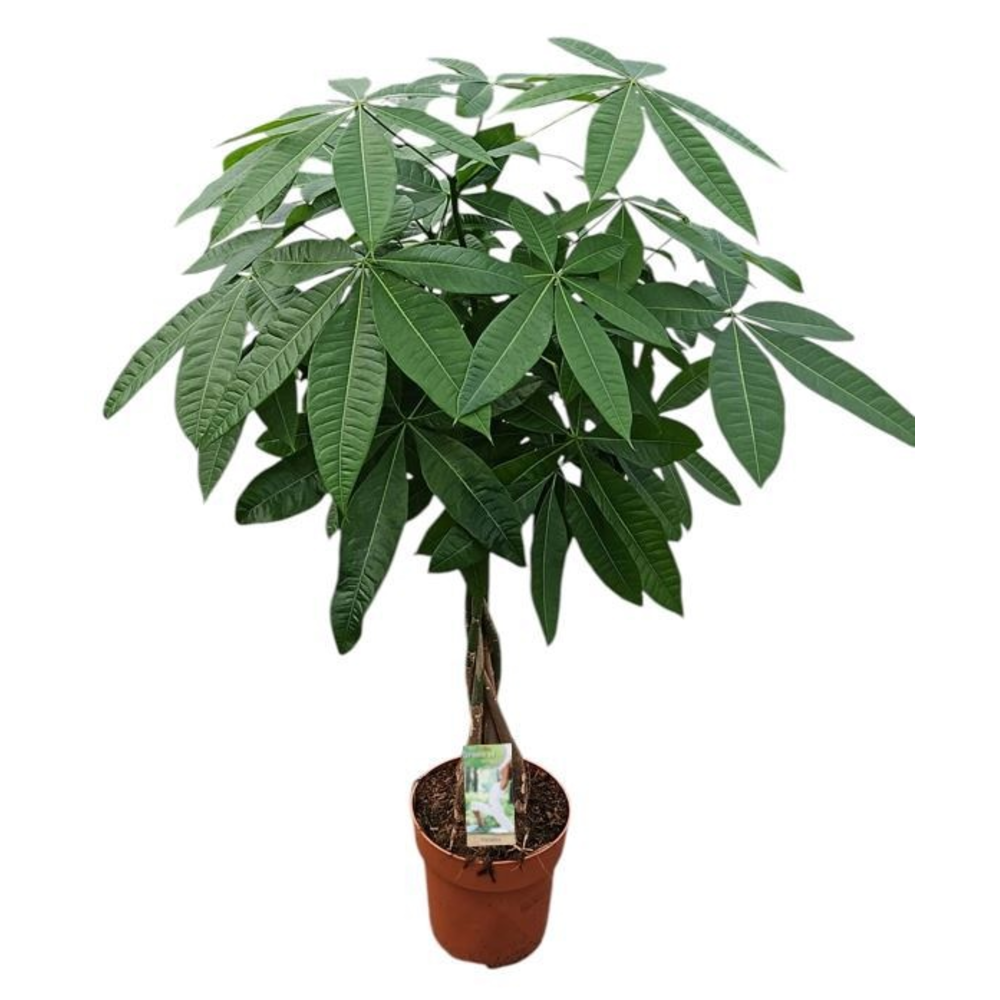 Pachira - hoogte 115-120*.