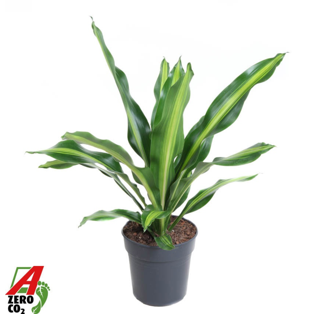 Dracaena Burley kopstek P24.