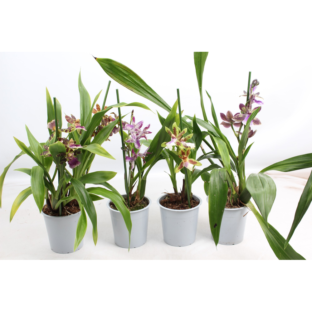 Zygopetalum A2 mix 12 cm.