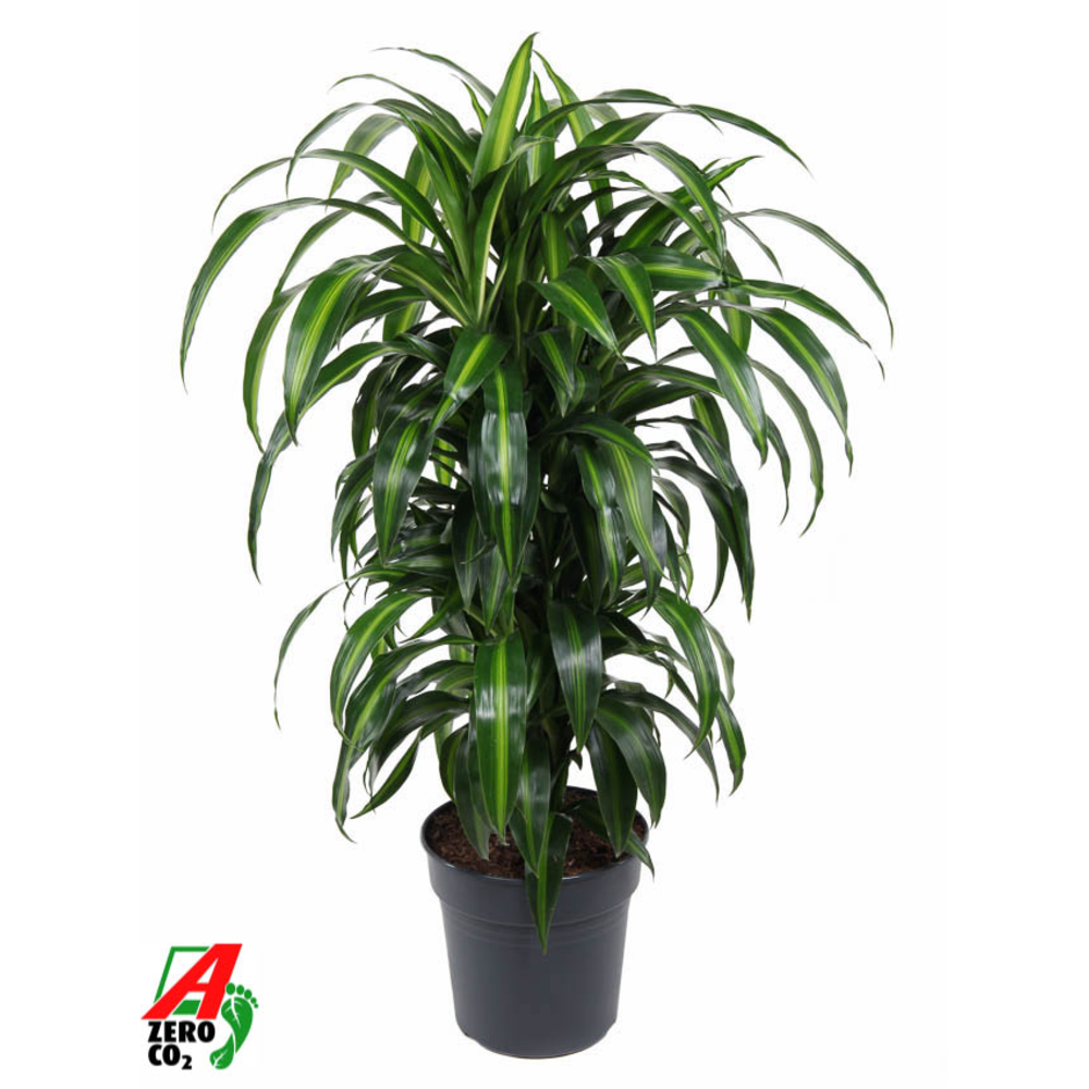 Dracaena Hawaiiana vertakt P27.