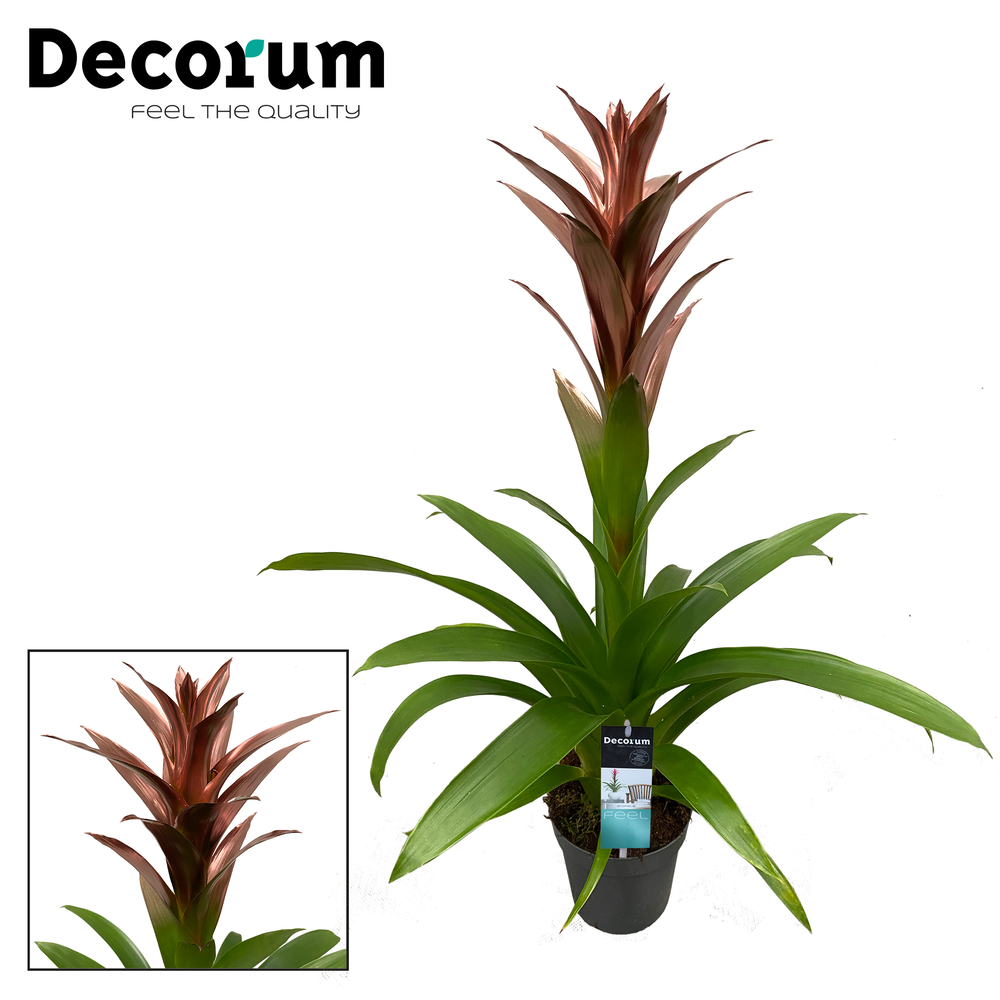 Guzmania Bonze (decorum).