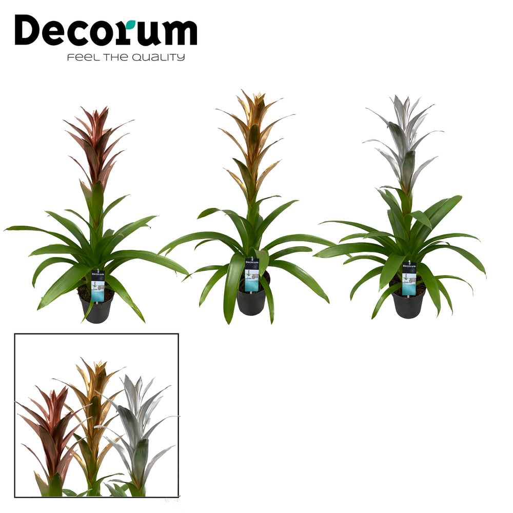 Guzmania Gold, Silver, Bronze mix (Decorum).