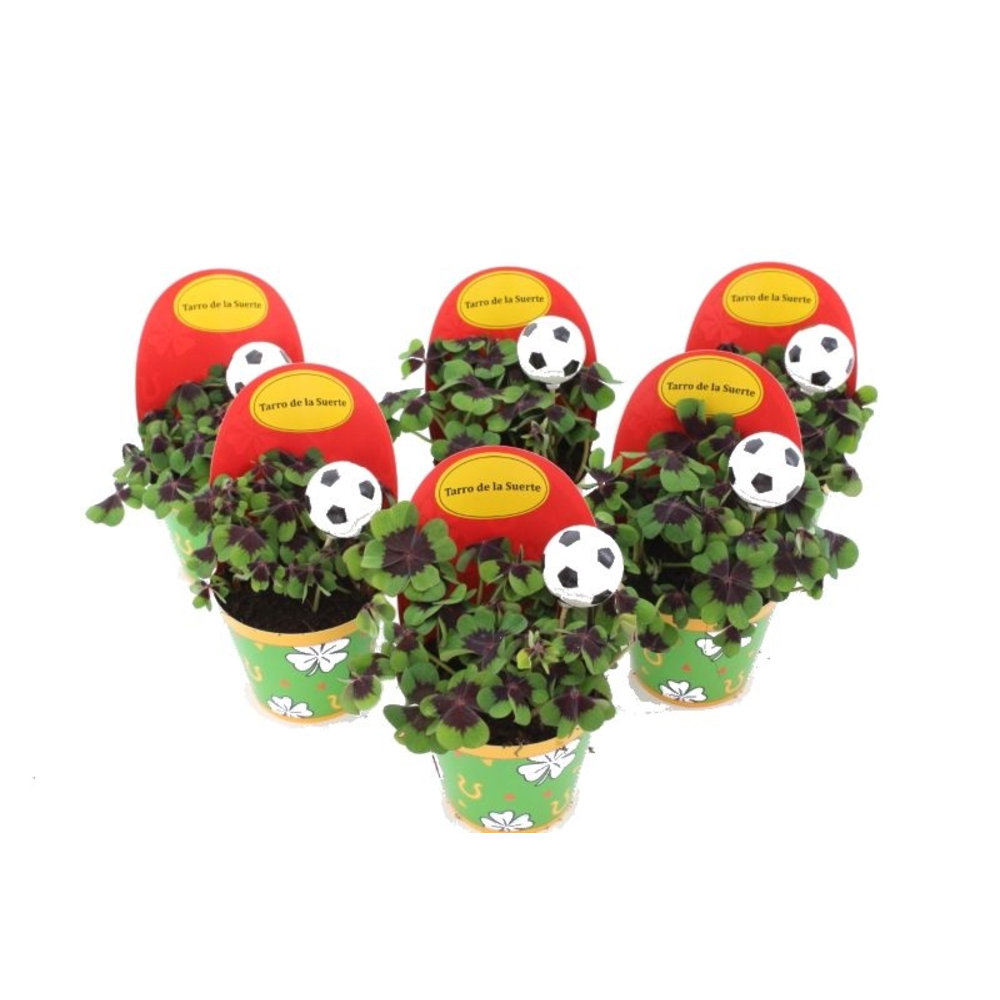 Oxalis deppei Geluk Spaans Voetbal.