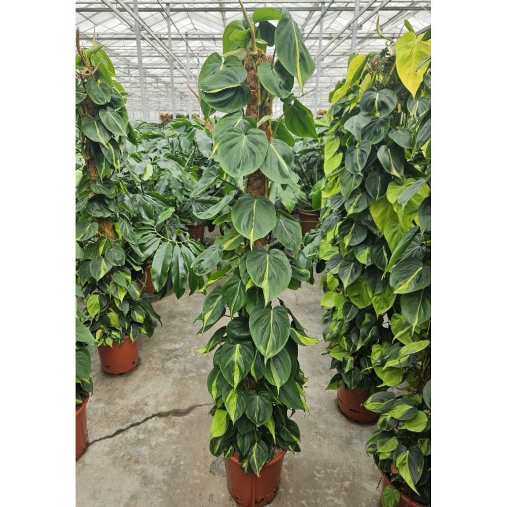 Philodendron Scandens Brasil.
