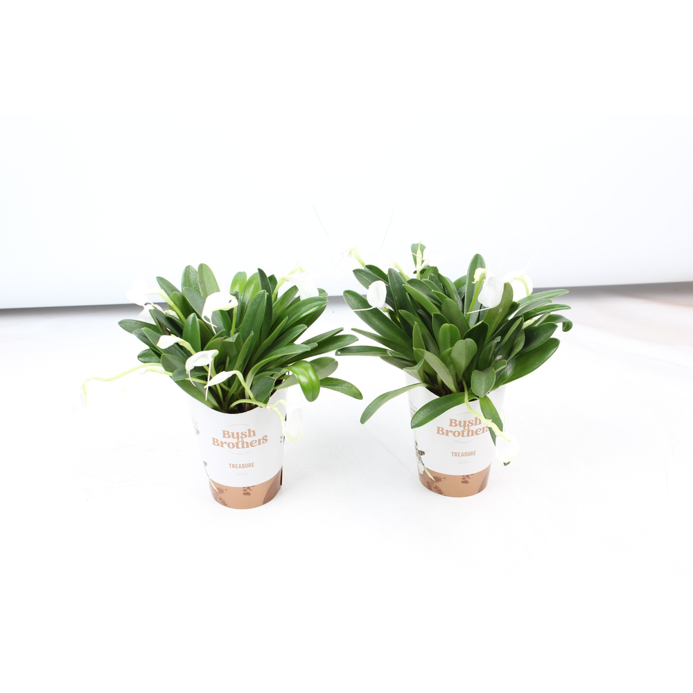 Masdevallia Tovarensis 9 cm.