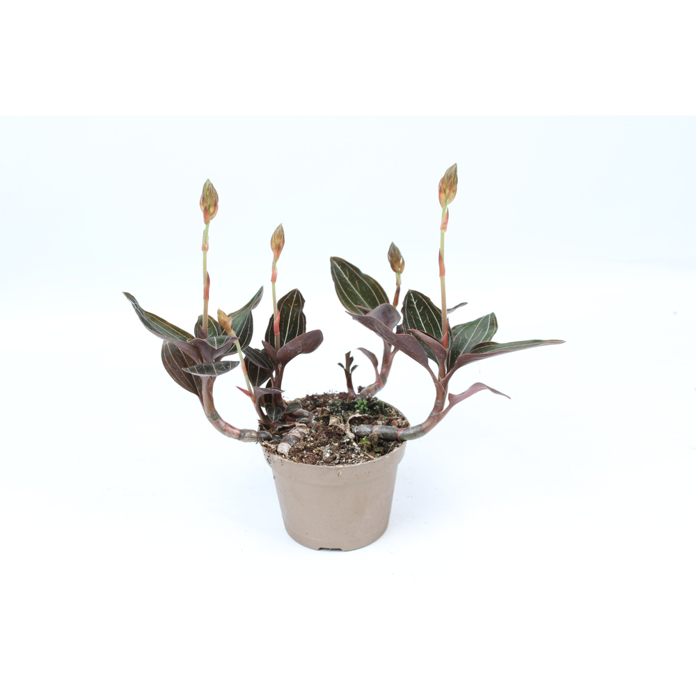 Ludisia Discolor 12 cm S.