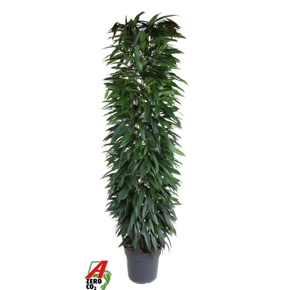 Ficus Alii King zuil P35 (NO GAP).
