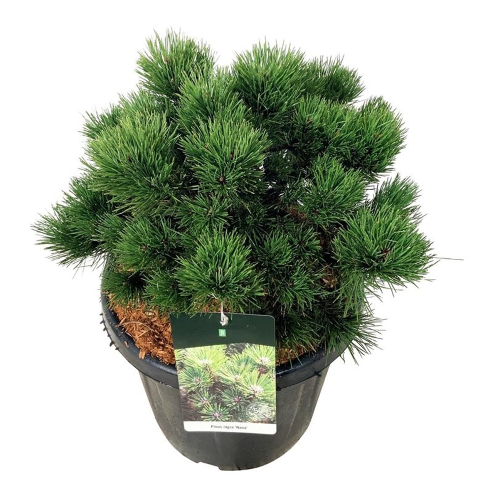 Pinus nigra 'Nana'.