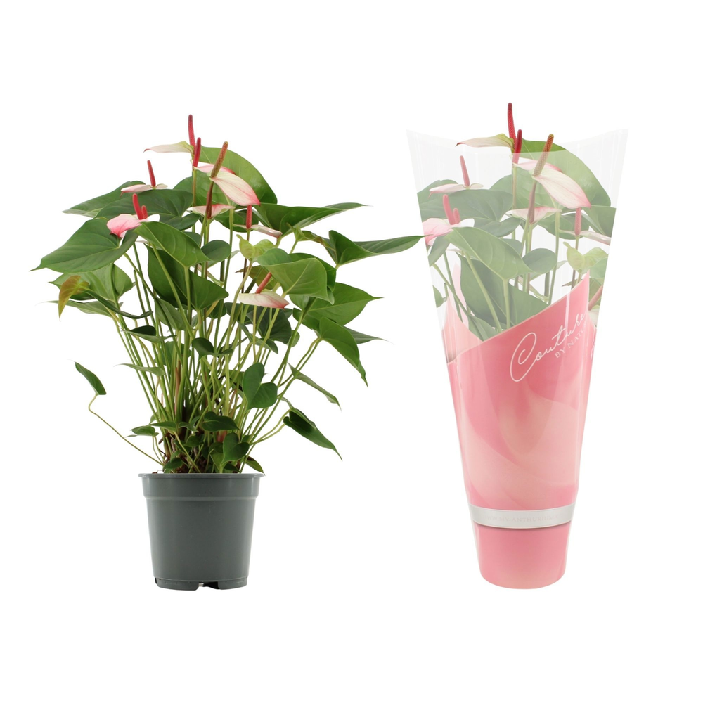 Anthurium Amalia Elegance in Couture sleeve.