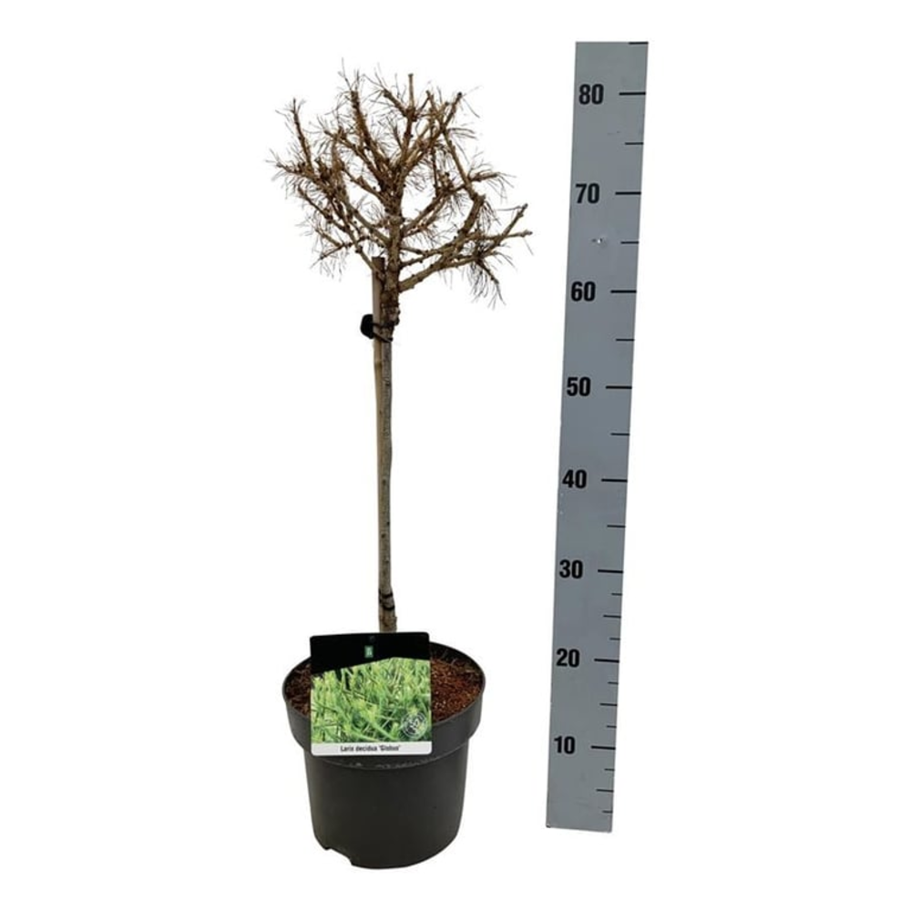 Larix decidua 'Globus'.