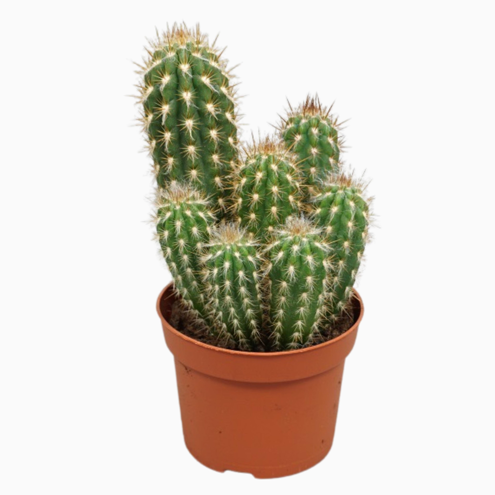 Pilosocereus gounellei 10,5 cm.