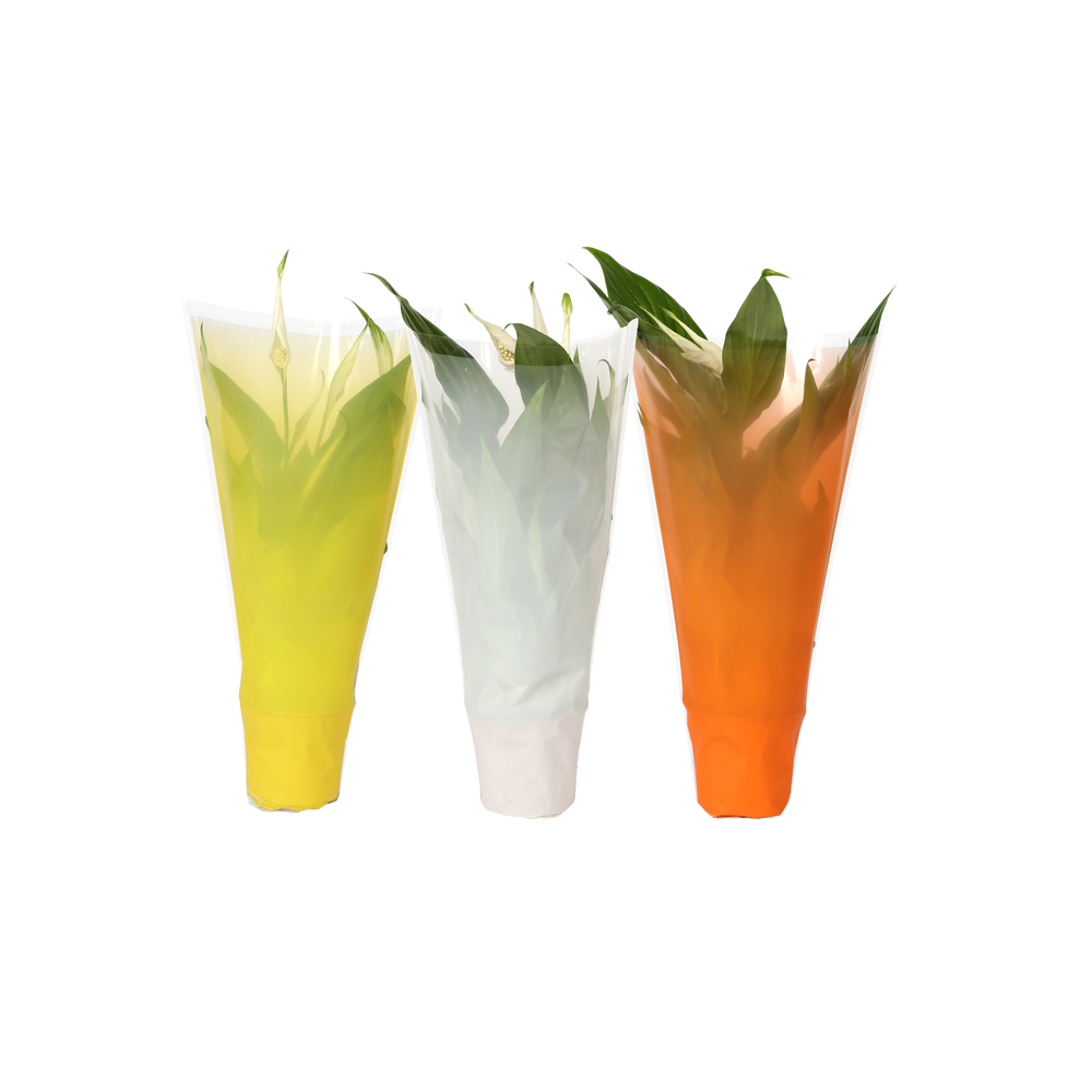 KP-794.4 - Spathiphyllum 9cm In gekleurde hoes, pa.