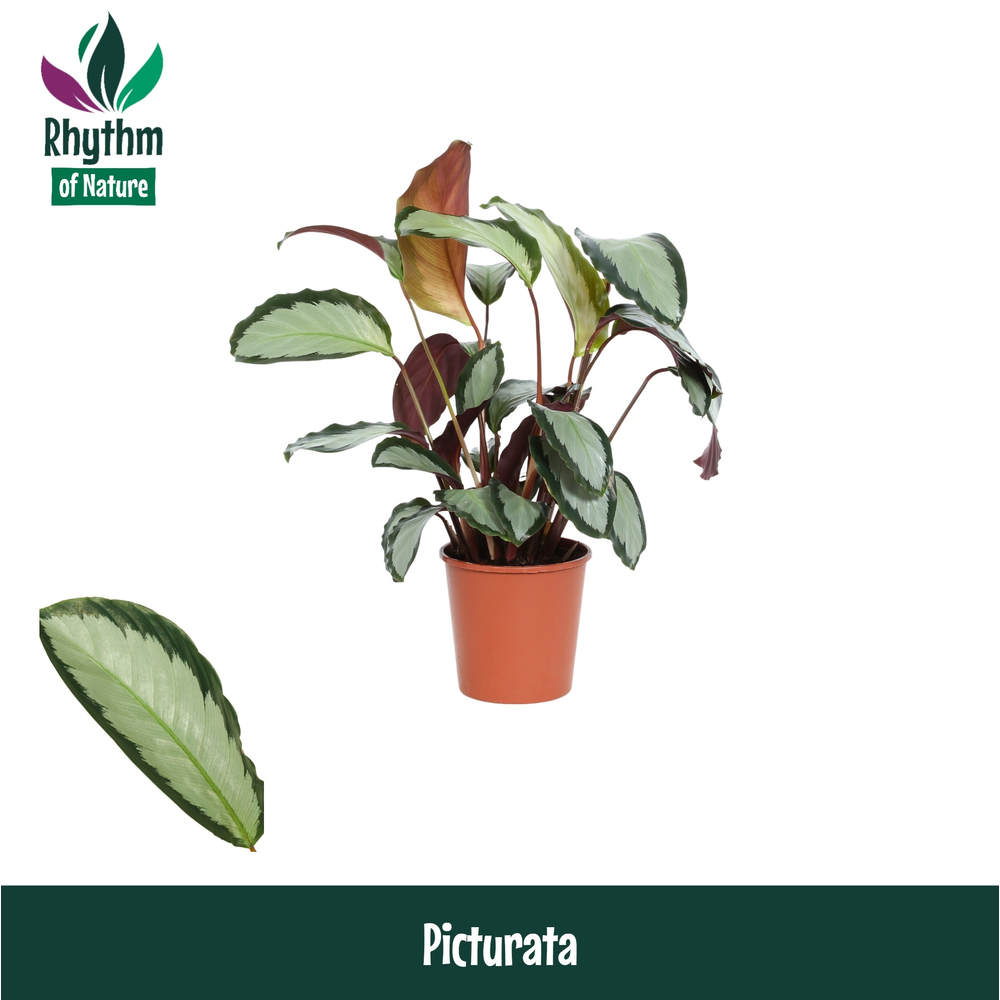 Calathea 12cm Picturata Rhythm of Nature.
