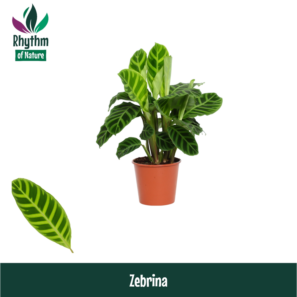 Calathea 14cm Zebrina Rhythm of Nature.