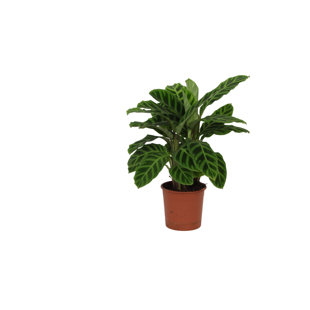 Calathea 14cm Zebrina Rhythm of Nature zonder hoes.