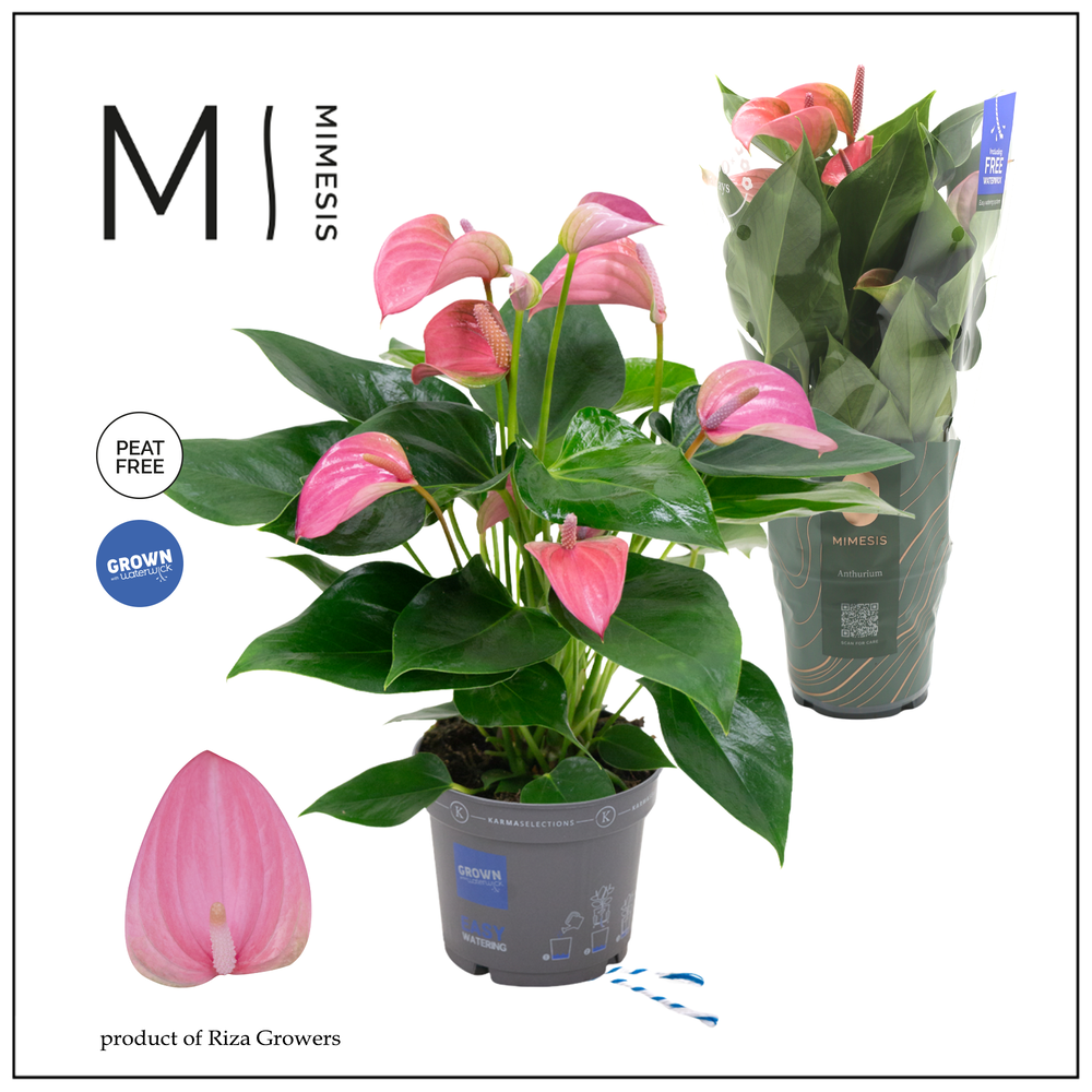Mimesis Anthurium KARMA Joli - 12cm.