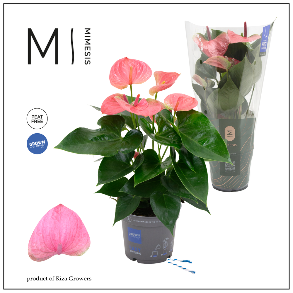 Mimesis Anthurium KARMA Pink - 12cm.