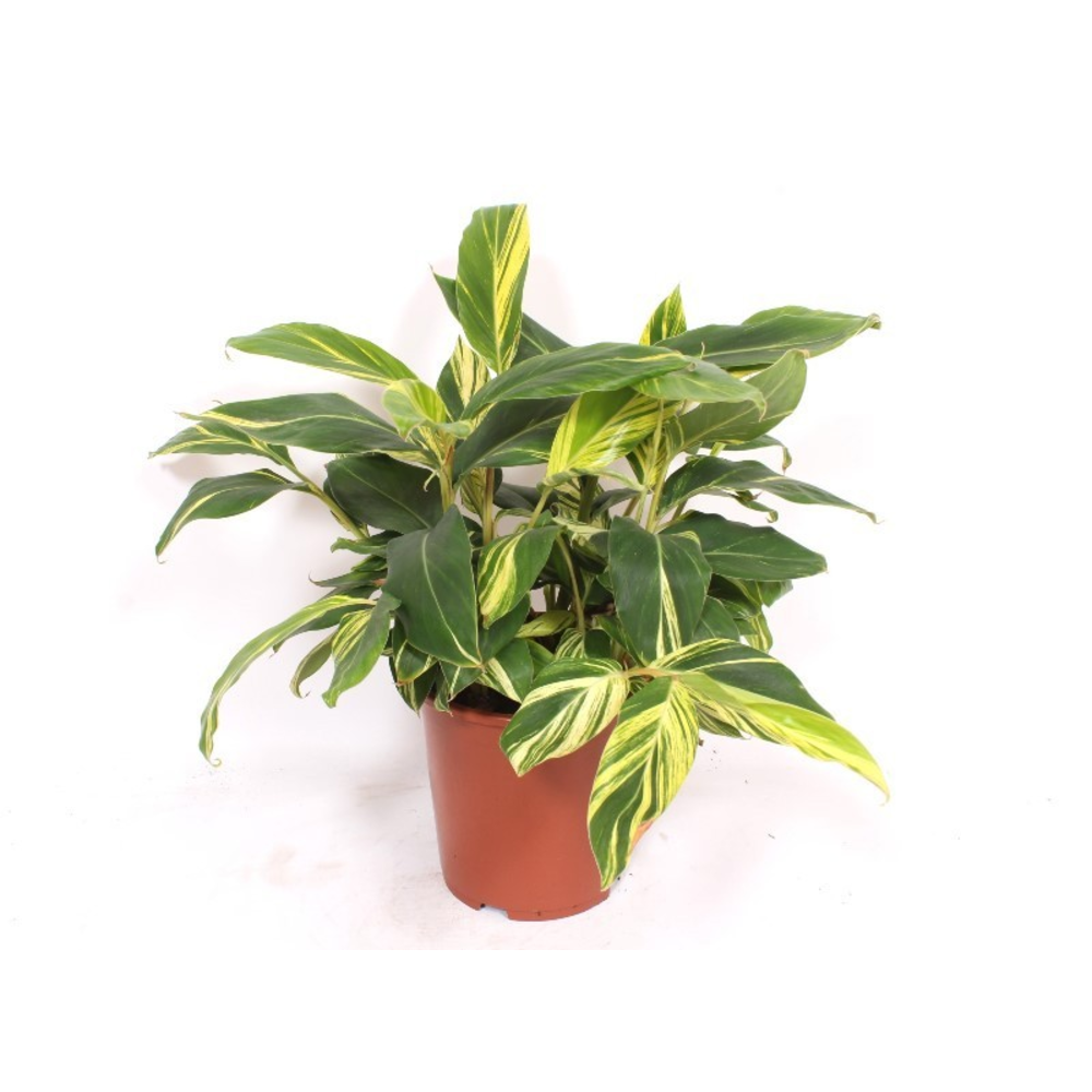 Alpinia zerumbet 'Variegata'.