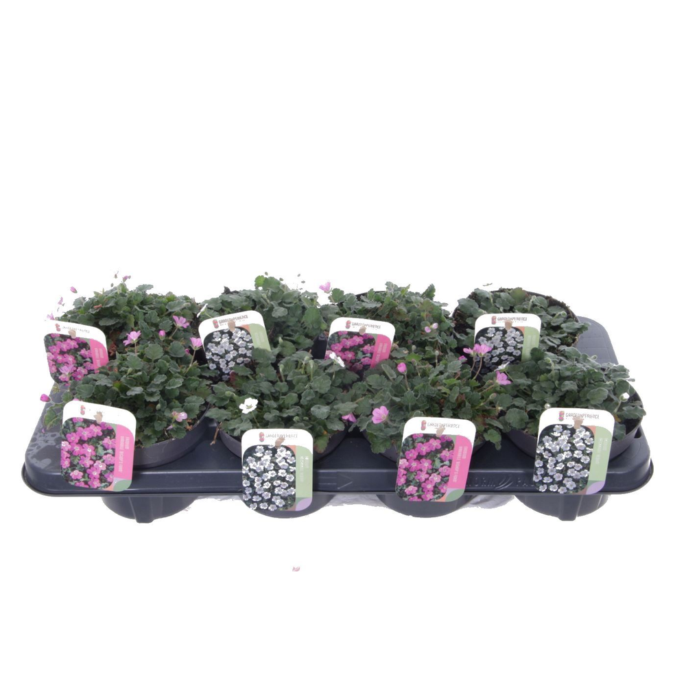 Erodium reichardii mixtray.