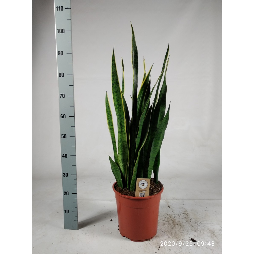 Sansevieria trifasciata 'Laurentii' 90cm.