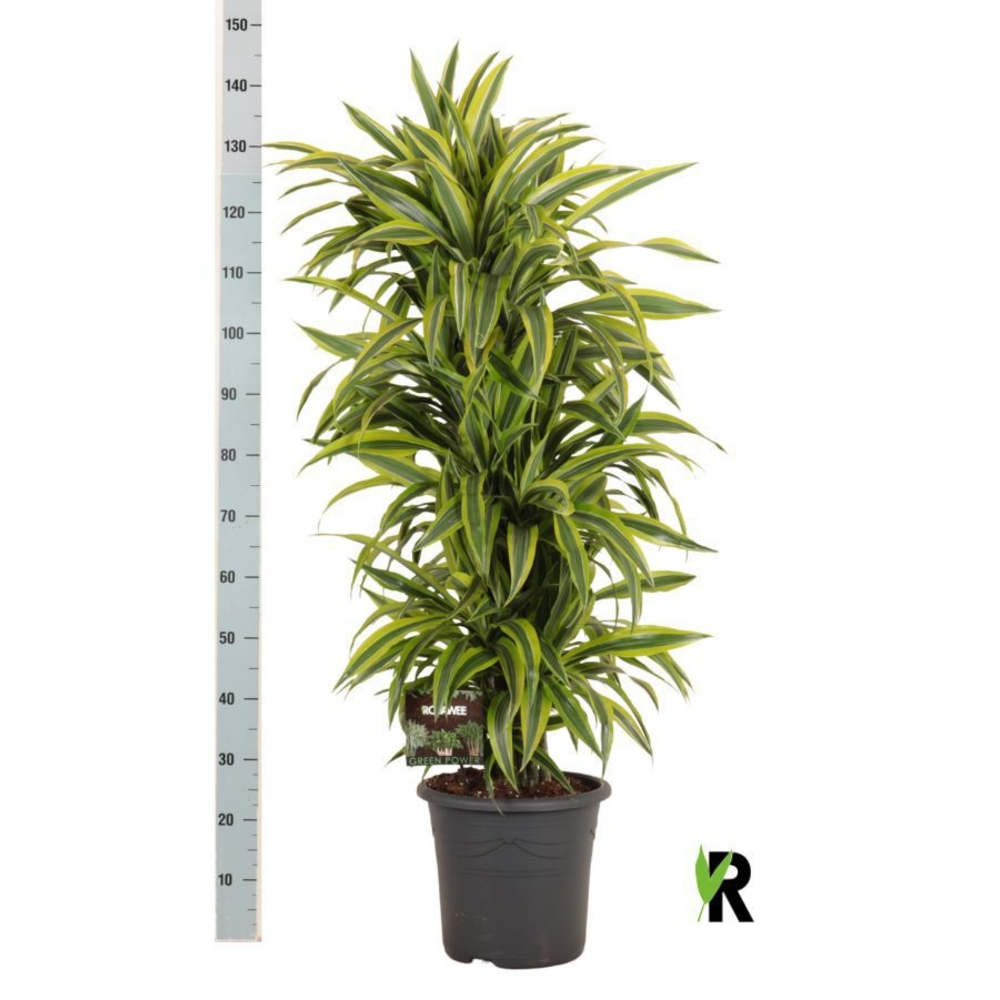 Dracaena fragr. Lemon Lime vertakt.
